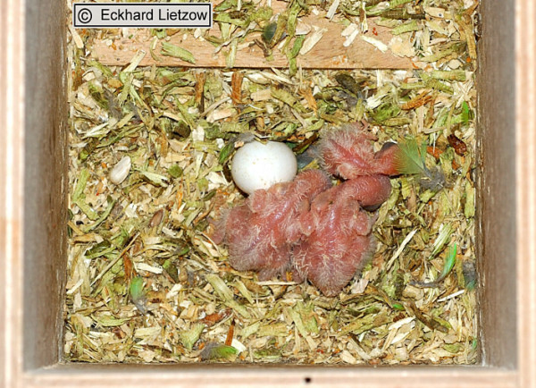 Taranta-Nestlinge. Diese sind erst ein paar Tage alt. Die Augen sind noch geschlossen und zu sehen sind lediglich die ersten kleinen weißen Daunen.